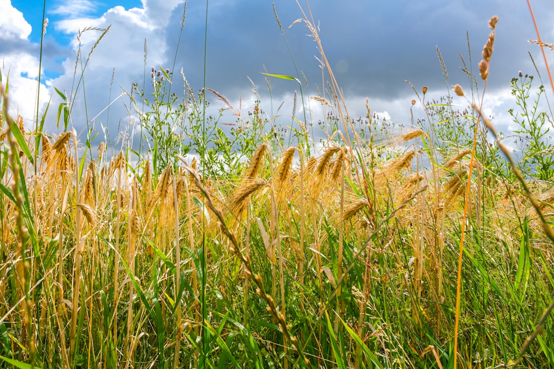 Photo Organic Farming